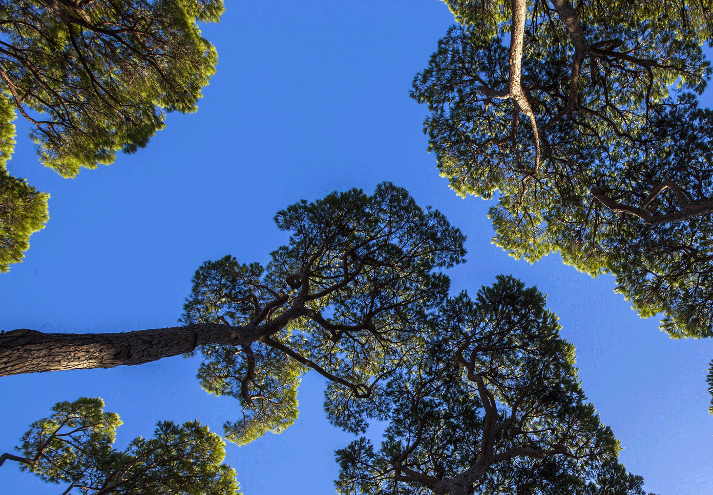 Immagine illustrativa